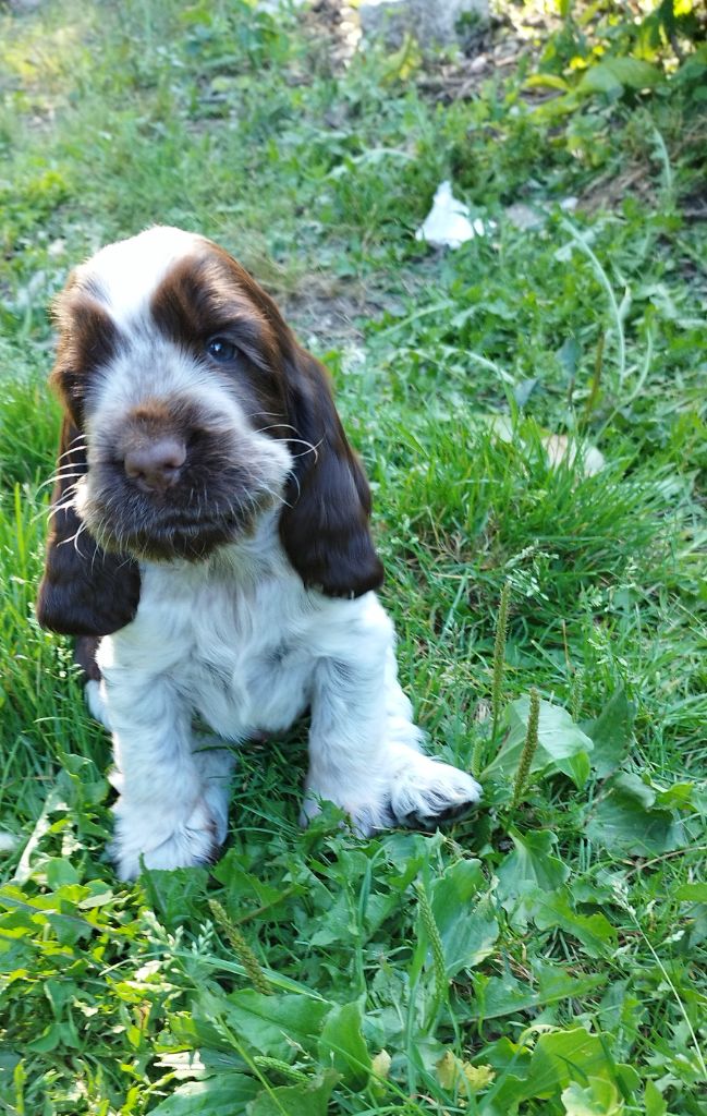 Diodanka's - Chiot disponible  - Cocker Spaniel Anglais