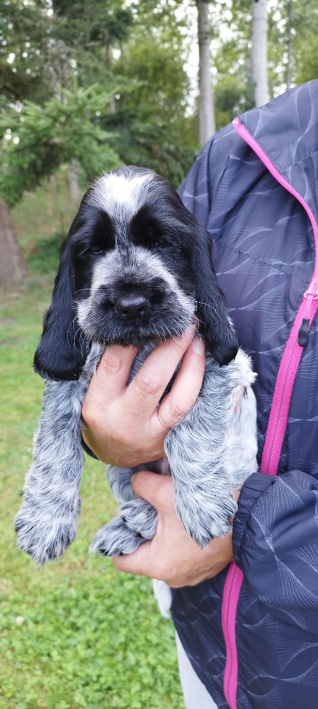 Diodanka's - Chiot disponible  - Cocker Spaniel Anglais