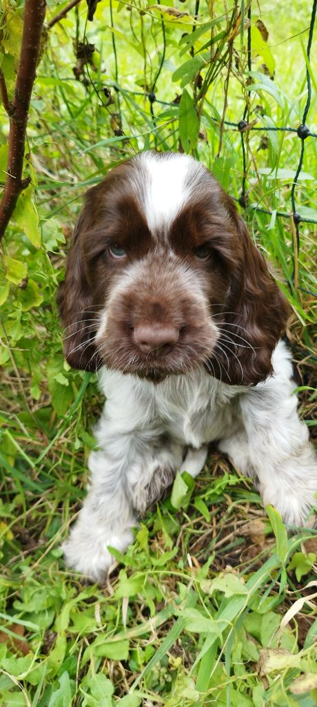 Diodanka's - Chiot disponible  - Cocker Spaniel Anglais