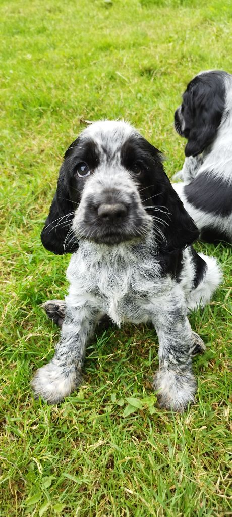 Diodanka's - Chiot disponible  - Cocker Spaniel Anglais