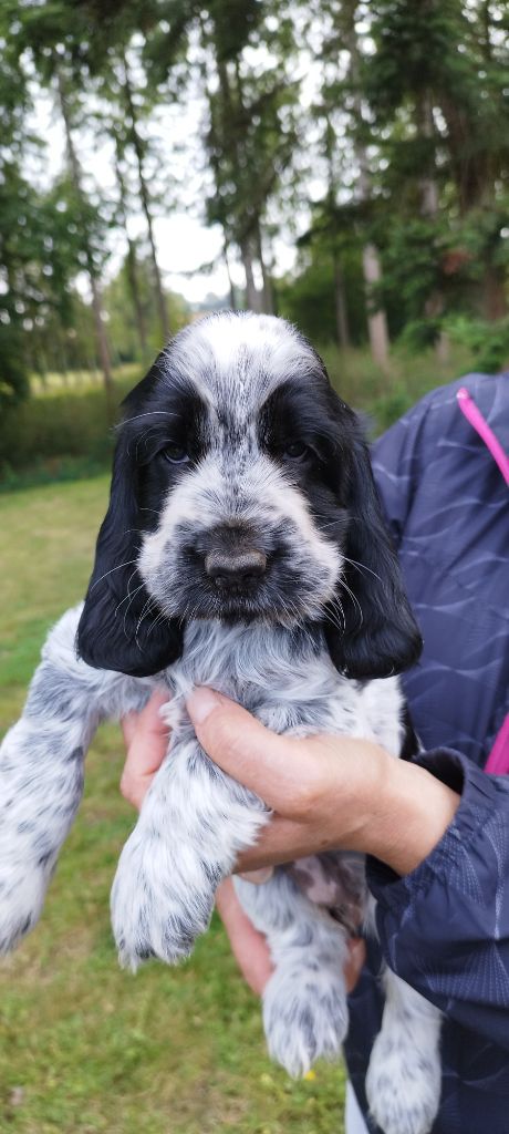 Diodanka's - Chiot disponible  - Cocker Spaniel Anglais