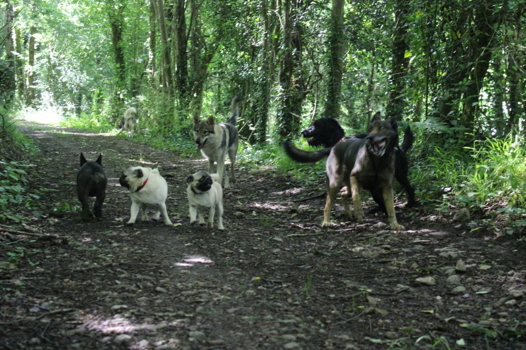 Diodanka's - Expositions canines